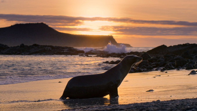 갈라파고스의 바다사자